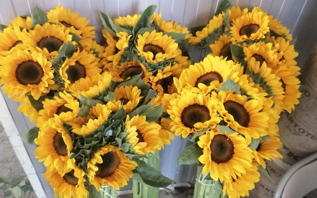 Desde julio se han efectuado cortes de girasol en El Organal.